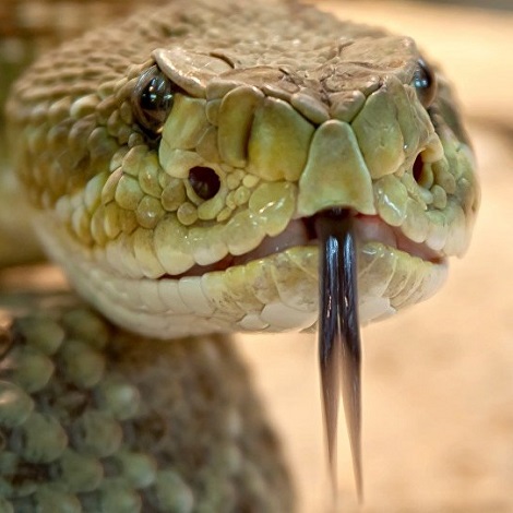 Химическая обработка против змей, ящериц и скорпионов